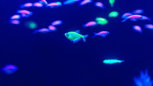 Neon glowfish in freshwater aquarium