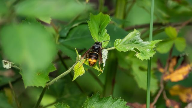 Yellow legged hornet resting on leaf