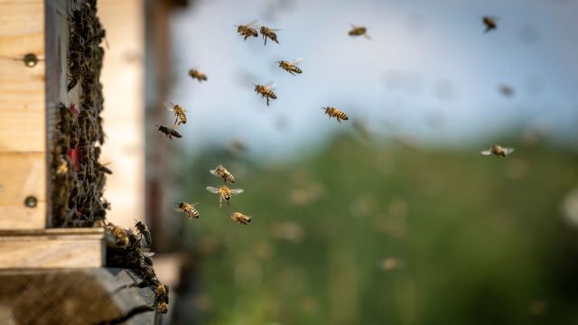 Honeybees, a pollinator species, surrounding their hive