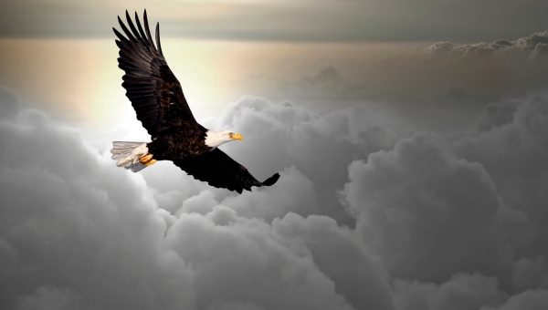 Bald eagle flying above the clouds