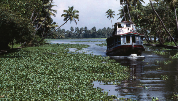 Boat surrounded by water hyacinths.