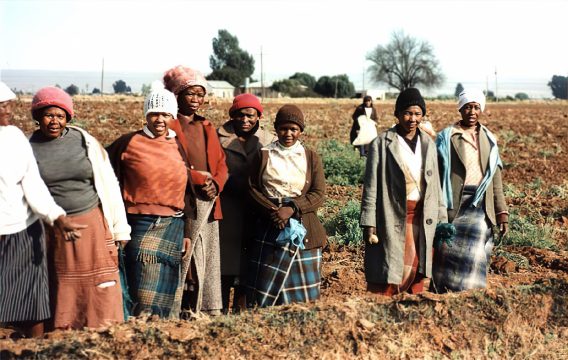 South African farmworkers stand in a field. South African farmworkers stand in a field.