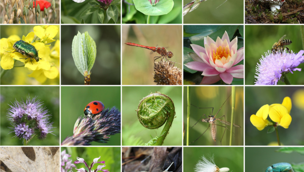 biodiversity loss, not just for endangered species, insect apocalypse biodiversity loss, not just for endangered species, insect apocalypse