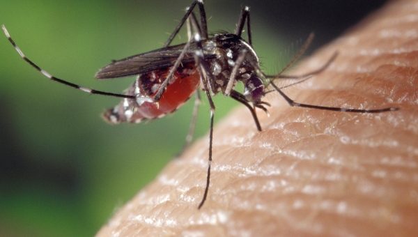 Mosquito, a vector of malaria, on a finger