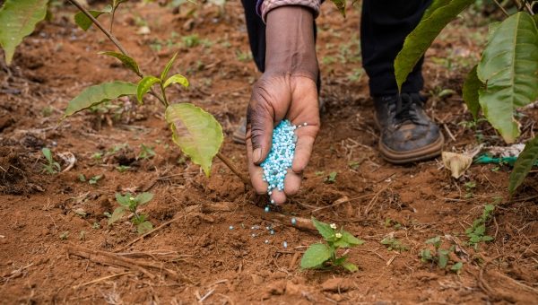 African farmer applies synthetic fertilizers to his crops