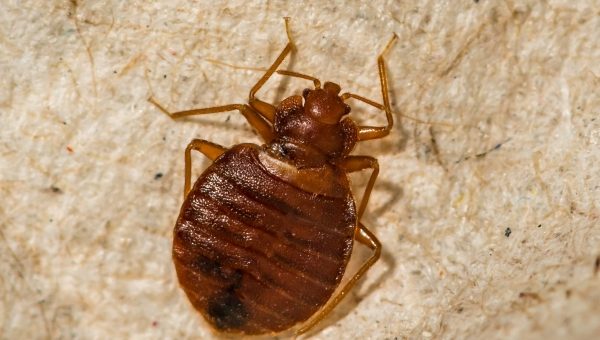 Up close image of Brown Bed bug