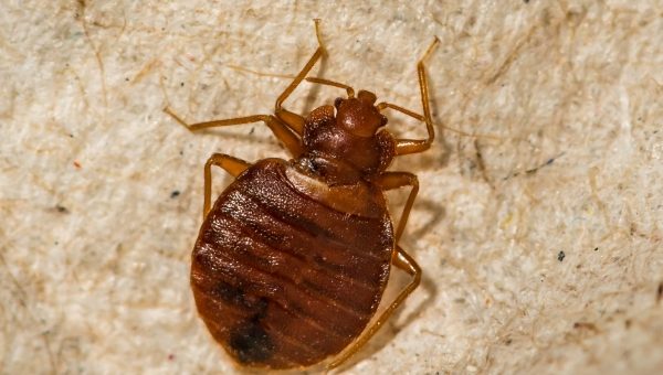 Recent Reviews - Bed Bug Exterminators Washington DC - MD - VA