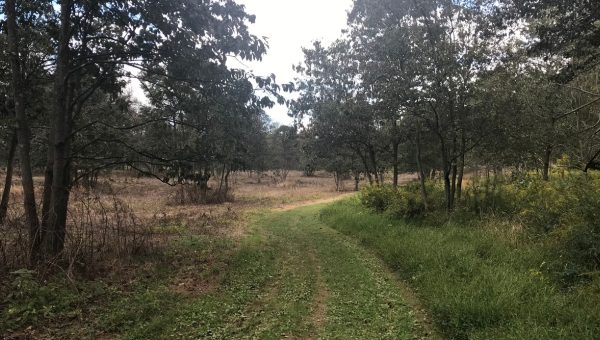 Rachel Carson Conservation Park after pesticide application on left meadow is contrasted by unsprayed green space.