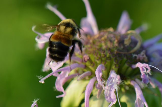 endangered species bumblebee EPA action