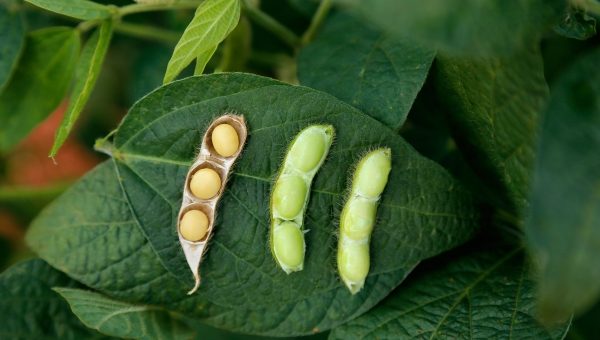 Soybeans grown in Brazil lay on a leaf