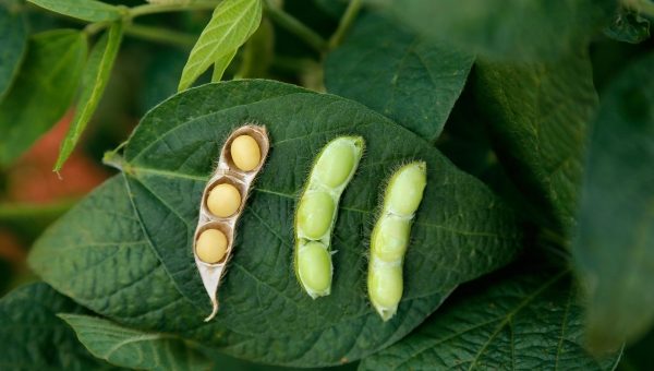 Soybeans grown in Brazil lay on a leaf