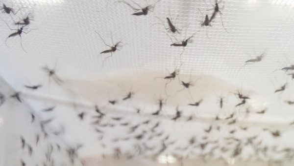 Mosquitos flying around beaker