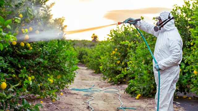 EPA reported to be reconsidering use of highly toxic aldicarb on Florida citrus