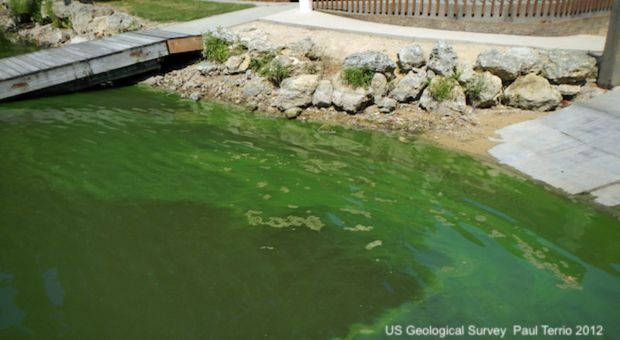 Picture of algae bloom in green water, caused by excess nitrogen — nitrates