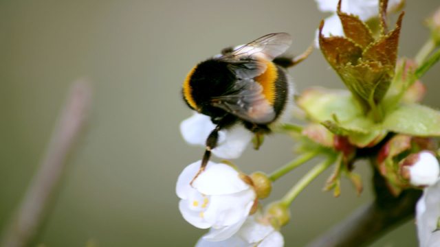 a bumble bee