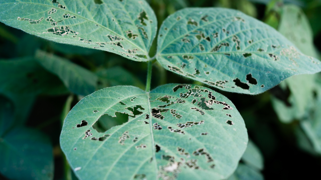 Insect damage soybean - EPA must require submission of efficacy data and make findings based on evidence that benefits outweigh risks before registering a pesticide.