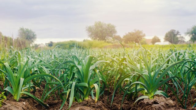 A study identifies the potential for organic agriculture to mitigate the impacts of agricultural greenhouse gas emissions in addressing the climate crisis.