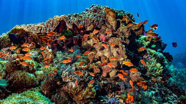 Toxic pesticides such as glyphosate and imidacloprid harm all beings and ecosystems, including coral reefs, according to a study on marine ecosystems.