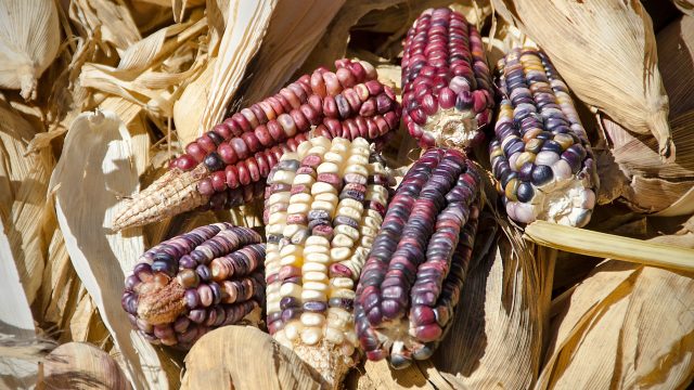 A report unpacks the ecosystem and wildlife health impacts of genetically engineered (GE) corn in the context of Mexico’s import ban as of 2023.