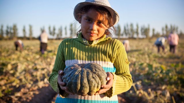 U.S. Senator Ben Ray Luján (D-NM) introduced S.4038, the Children’s Act for Responsible Employment and Farm Safety (CARE), aiming to elevate labor standards for child farmworkers in the agricultural sector as protection from pesticides remain weak.