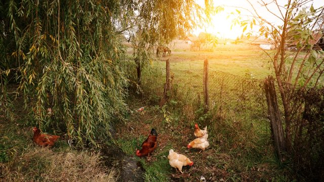 There is a nascent capital investment effort in the transition to certified organic agriculture beginning to take hold across the U.S. There is a nascent capital investment effort in the transition to certified organic agriculture beginning to take hold across the U.S.