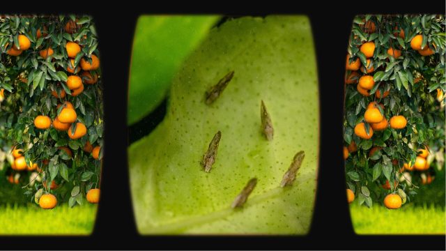 Scientists test an agroecological method of “push-pull” pest management to fight the Asian citrus psyllid in Florida citrus.