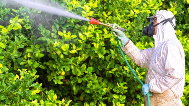 University of Michigan researchers have found heightened risk of amyotrophic lateral sclerosis (ALS) and household exposure to lawn care pesticides.