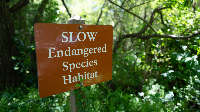 EPA posts "update" to the Draft Herbicide Strategy Framework, weakening efforts to protect endangered species from herbicides.