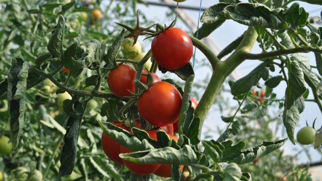 Study notes the beneficial effects of rose essential oils on tomato plants for pest management in organic agriculture and horticulture.