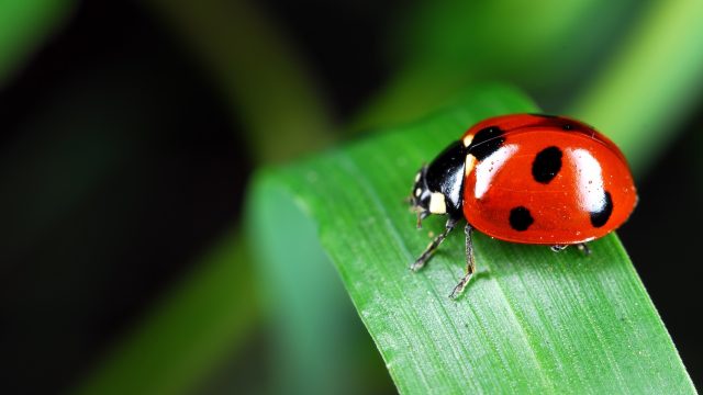 Natural Grocers partners with Beyond Pesticides for the 7th Ladybug Love campaign to protect beneficial insects and further the critical mission of converting local parks and playing fields to organic landscape management practices.