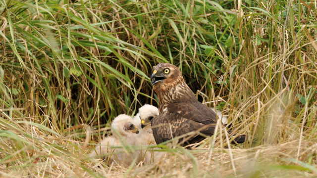 Organic farms that surround bird of prey nests reduce the pesticide load in their blood when compared to conventional farming practices.