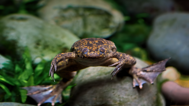 The use of neonicotinoid insecticides harms biodiversity by impacting model species such as Xenopus laevis down to the molecular level.