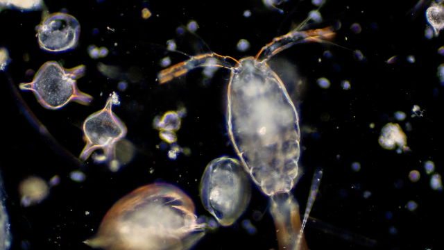Decades later, DDT is found in deep ocean sediment and biota that impacts critical food webs and biodiversity.
