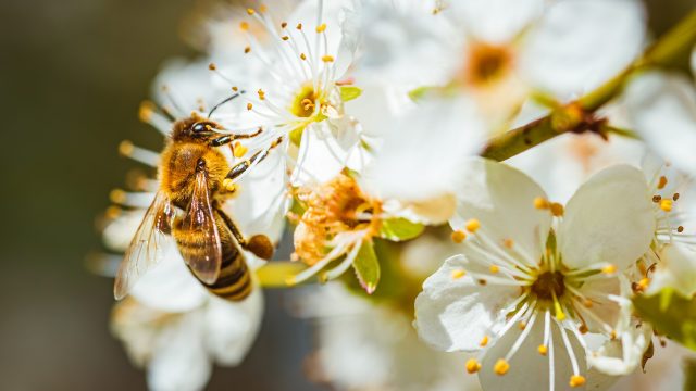 Solitary ground-nesting squash bees face adverse health effects from “low-toxicity” pesticides, according to recent study.