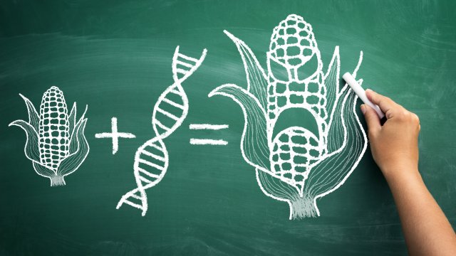 Despite a dramatic increase in herbicide use and resistance to plant-incorporated pesticides, USDA, FDA, and EPA release a framework that will accelerate genetically engineered crops. Despite a dramatic increase in herbicide use and resistance to plant-incorporated pesticides, USDA, FDA, and EPA release a framework that will accelerate genetically engineered crops.