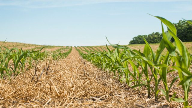 Make regenerative agriculture meaningful! A wise open field of crops with a clear blue sky. >> Tell CDFA and USDA that regenerative agriculture starts with organic. Comments due May 29, 2024.