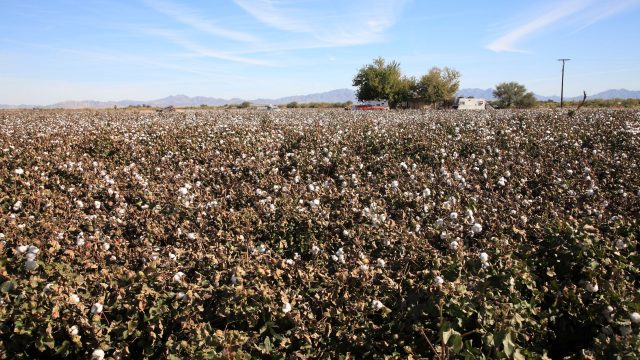 UCLA researchers trace a connection between certain gene variants and the occurrence and severity of Parkinson's Disease (PD) in a cohort of central California patients with long-term exposure to pesticides.