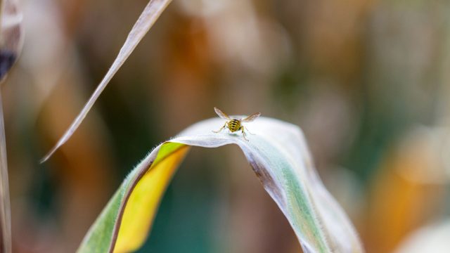 A U.S. Right To Know report finds systemic pesticide industry influence within Entomological Society of America, impacting bee research.