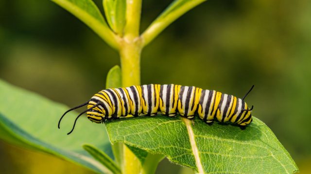 Post Pollinator week, please urge EPA to cancel the registrations of pesticides that harm endangered species and facilitate a society-wide conversion to organic.