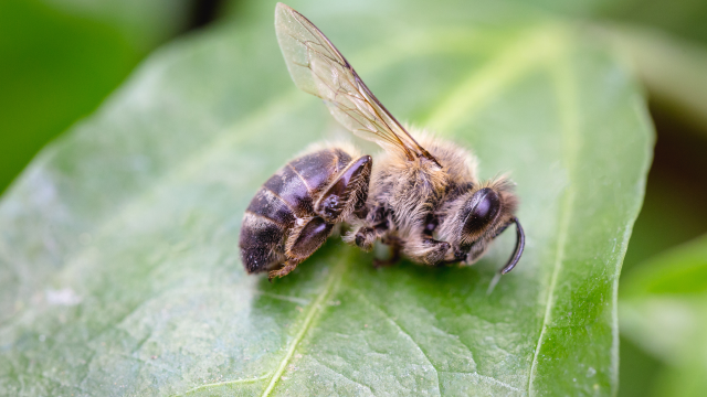 Pesticide sensitivity in bee species has been analyzed on a molecular level and shown to be related to various mechanisms.