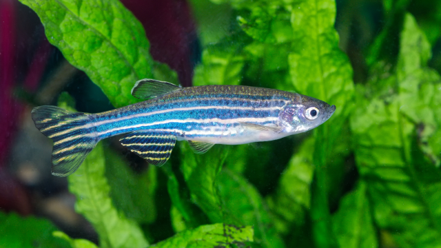 Pesticide exposure, with both single compounds and mixtures, leads to behavioral effects in zebrafish that cascade into ecosystem effects.