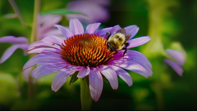 EPA Mitigation Menu for “reducing pesticide exposure to nontarget species from agricultural crop uses" raises doubts re: endangered species protections.