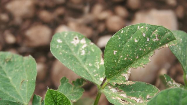 EPA is accepting public comments until July 5 on whether it should allow the expanded use of the weed killer dicamba, associated with drift.