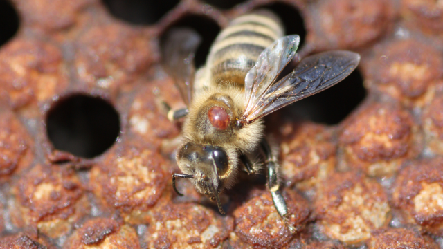 Vulnerability in honey bees to Varroa mites increases with exposure to neonicotinoid insecticides, as shown by a recent study.