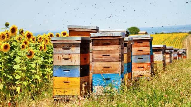 Through the BeeNet Initiative, Italian researchers detected the presence of 63 different pesticide residues in hives across northern province.