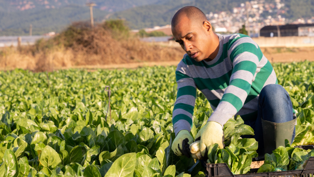 The risk of depression and suicide in pesticide-exposed male farmers continues to be documented in three new studies.