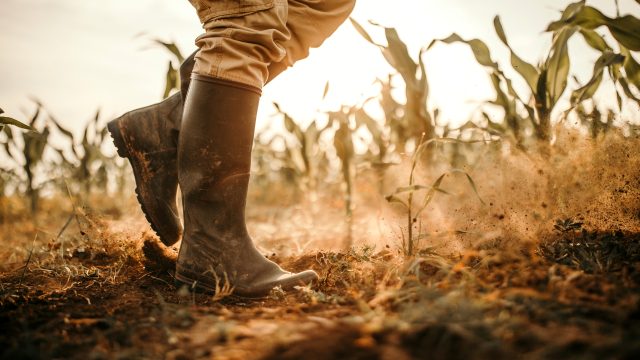 After years of advocacy against corporate interference in global pesticide policy, FAO has ended its “strategic partnership” with CropLife International.