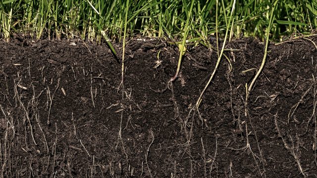 Study Documents Value of Soil Microbiome, Nurtured in Organic Farming, Harmed by Chemical-Intensive Ag