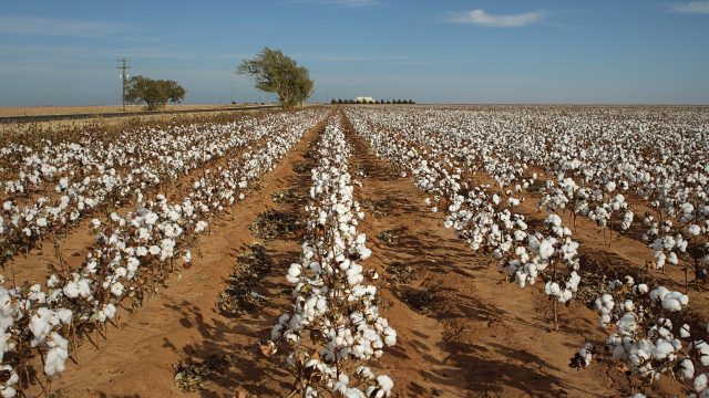 Given the millions of pounds of toxic chemicals used to produce cotton, organic cotton production poses a solution to a worldwide contamination problem.