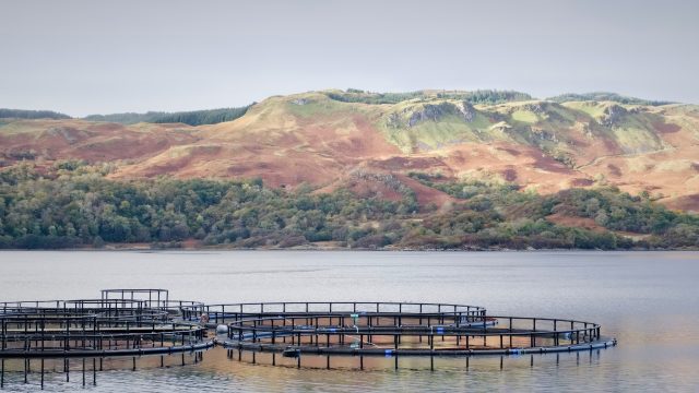 Factory fish farming companies sinched a win after the Scottish government announced it would not put forward restrictions on emamectin until 2028.